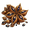 Anisora